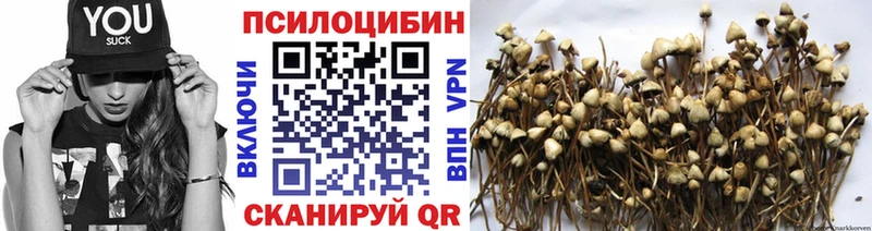 где можно купить   Олонец  Псилоцибиновые грибы ЛСД 